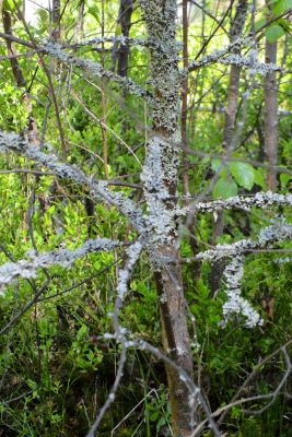 28110524795 9af075b818 o