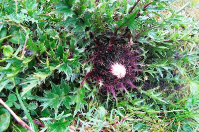 15362118702 981eda3fb2 o