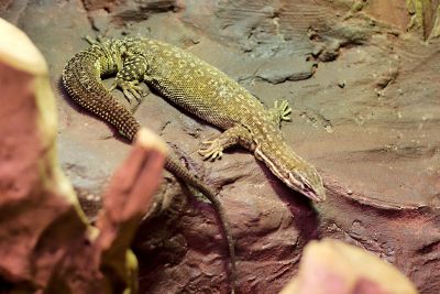 33511937301 50d2ea52c7 o