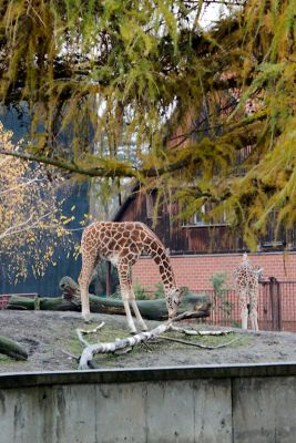 33512025431 987e77aa24 o