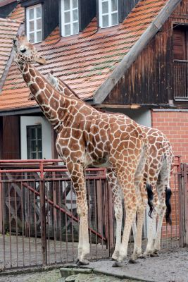 33600618806 1a8399cecd o