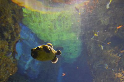 33600664256 5189aa32d3 o