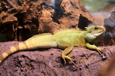 33640954495 250491f2f2 o