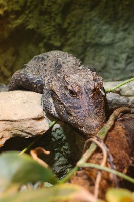 33640960075 417e673e0d o