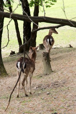 29372138197 6b7d095676 o