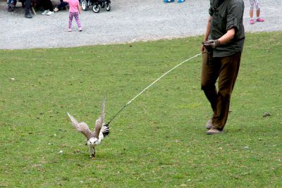 42500322010 ec4ed5f87f o