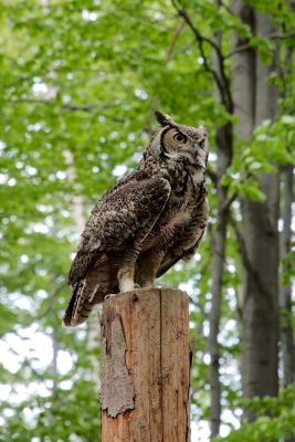 44260239622 85b39d6780 o