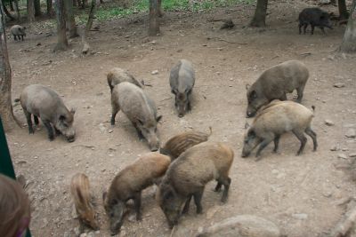 2018 07 12T15 15 16 IMG 1075