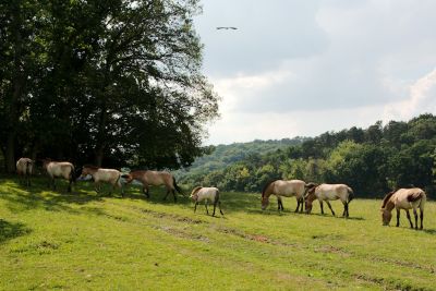 2018 07 12T16 02 50 IMG 1102