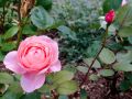 2017 08 05T12 54 41 IMG 8506