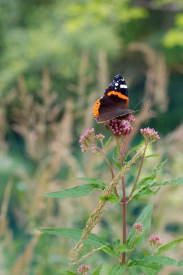 2016 07 25T12 50 50 IMG 6497