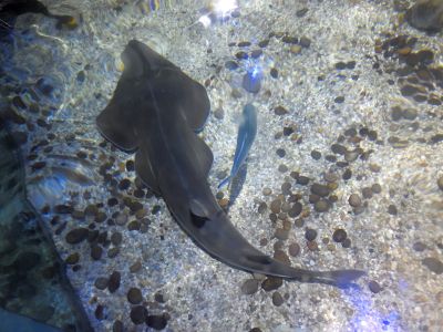 2015 08 10T16 15 27 IMG 1239