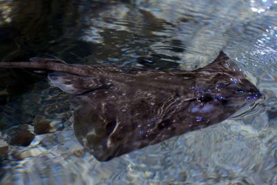 2015 08 10T16 18 43 IMG 0897