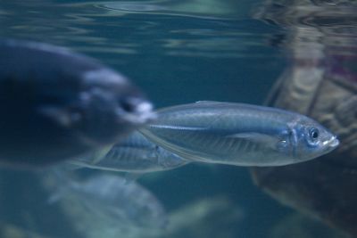 2015 08 10T16 20 05 IMG 0907