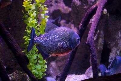 2015 08 10T16 46 37 IMG 0948