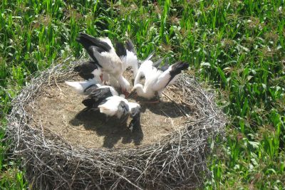 2013 07 18T13 13 00 IMG 6618