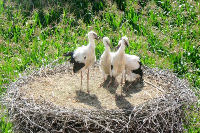 2013 07 18T13 21 55 IMG 6648