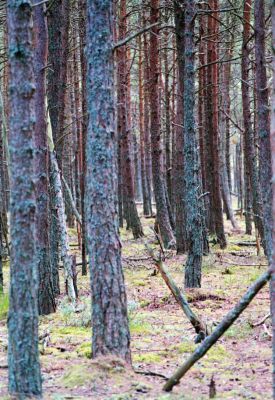 czopino 8850681497 o