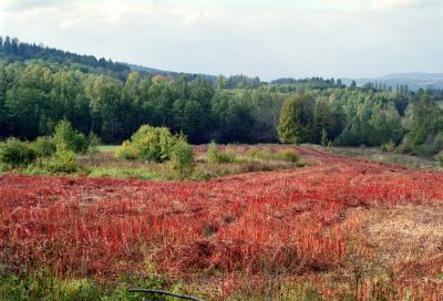 dziwne czerwone rysko 8813206974 o