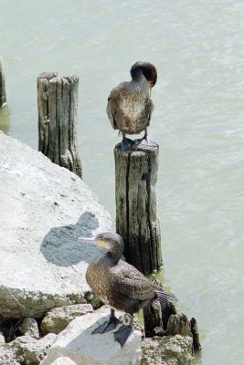 kormorany przesiadujce koo naszego domu 8802579351 o