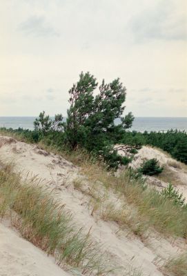 wydma w czopinie 8813174544 o