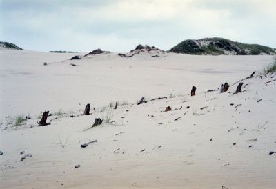 wydmy w sowiskim parku narodowym 8802442631 o