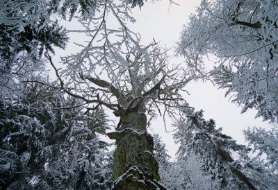 szlak dbw krlewskich 8802285053 o