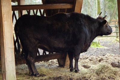 ubro krzywka ubra z krow 8802297291 o