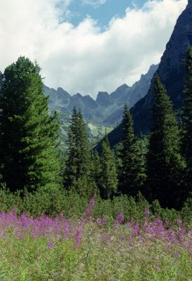 8812784304 a8ff49715b o