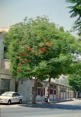 kwitnca akacja prawdziwa 8811961642 o