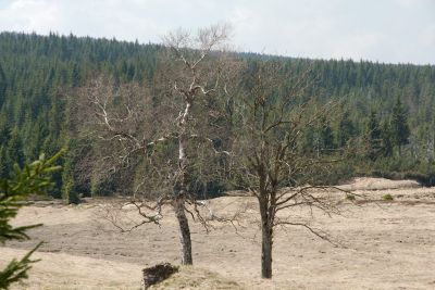 2019 05 02T13 22 34 IMG 7511