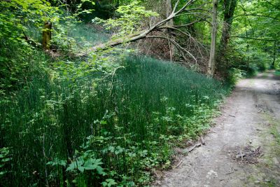 2019 07 13T14 17 40 IMG 8484